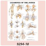 Anatomical Charts